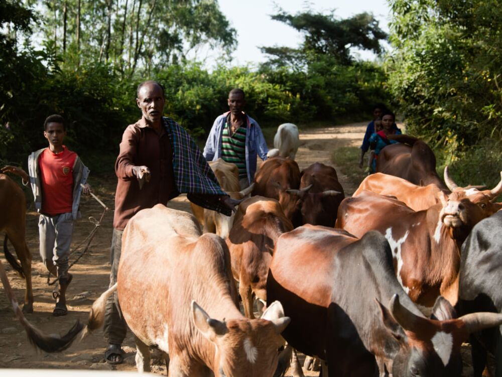 The significance of local institutions