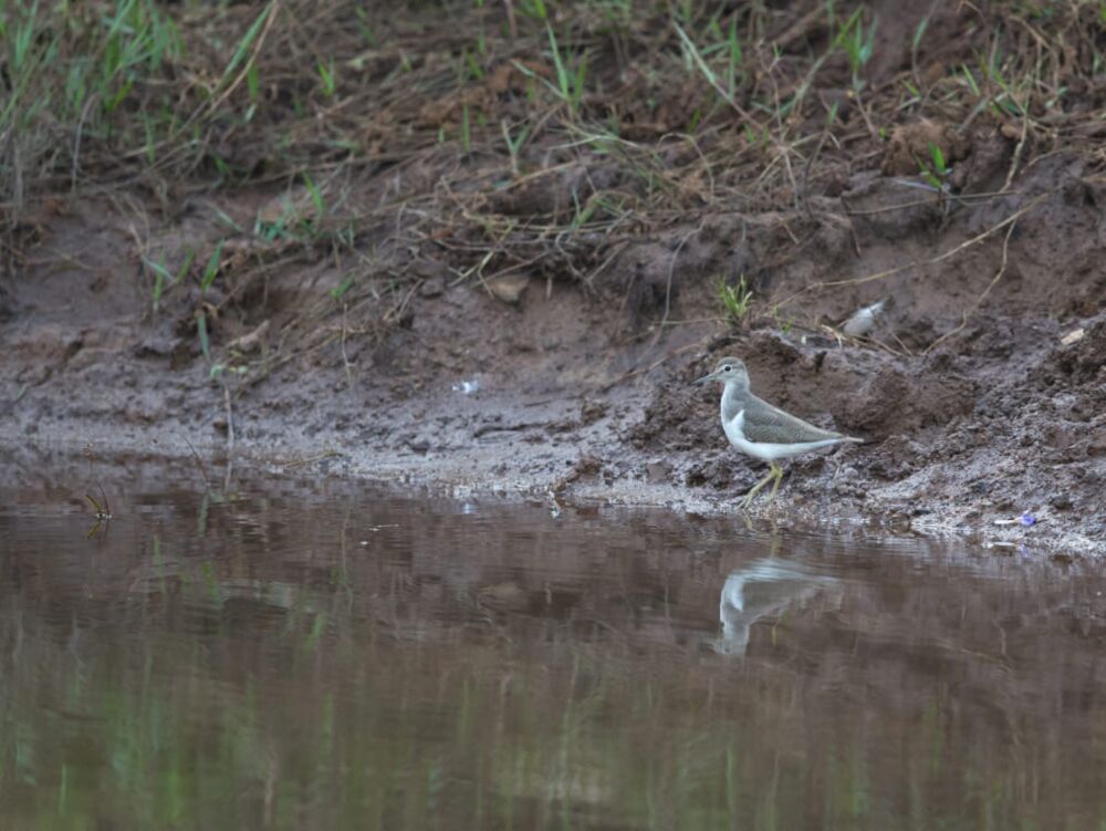 Yayu Visit June to September